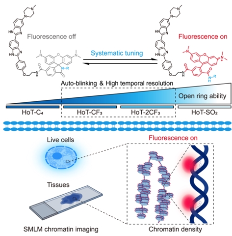 Aiping’s paper has been published in Molecular Cell
